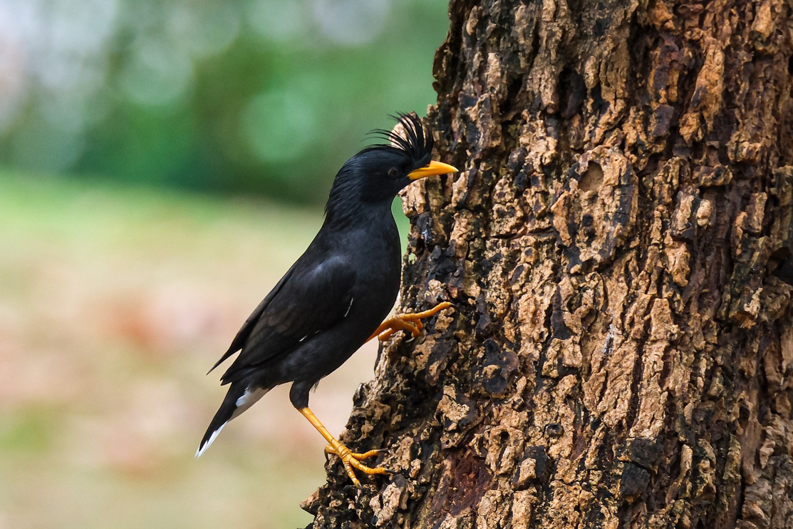 image Great Myna